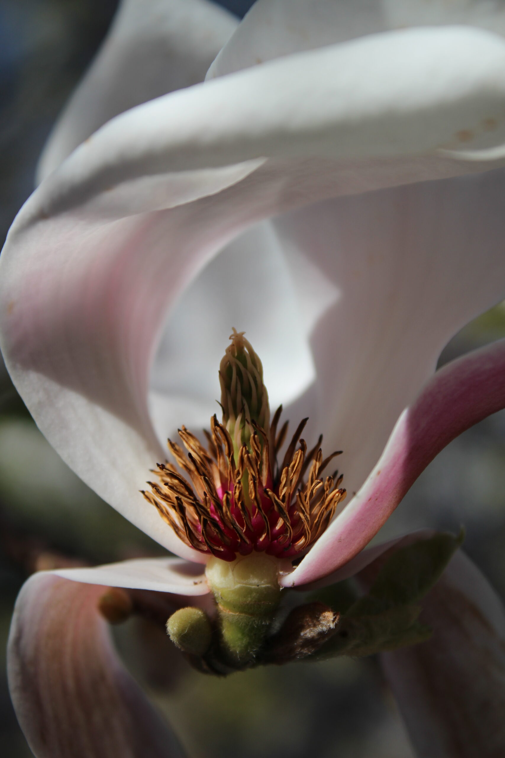 MAGNOLIA
